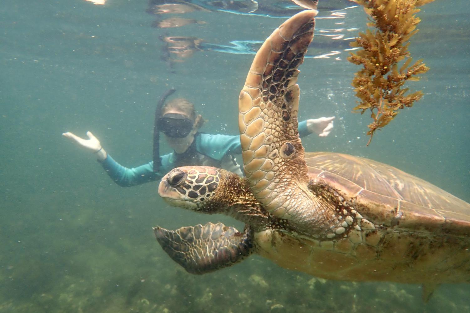 一名<a href='http://ine1ty.bearinterestgroup.com'>全球十大赌钱排行app</a>学生在Galápagos群岛游学途中与一只巨龟游泳.